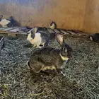 ارانب للبيع شرط.