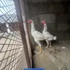 جوز سندي ابيض العمر الدجاجه سنه الديك سته شهور