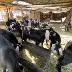 تيوس ثلاجه شمال ينبع