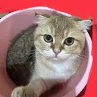 قط للبيع سكوتش