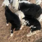 نجديه رباع معها عياله اعمارهن شهرين ونص ورخل وخروف شرط سن و