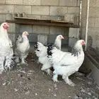 دجاج براهما كونك منتج