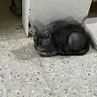 قط ذكر للتبني