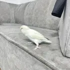 طير روز اليف هدد داخلي وخارجي السلامه شرط الطير لعووب نضيف