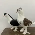 حمام زوج شيرازي