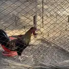 خمس ديكة عربية فرق مستوى طيب