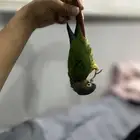 ببغاء كنيور مفقود