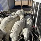 بهم تربيه طرف وشعره