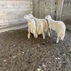 طليان حريات جبر ناهي (تم البيع)
