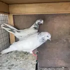حمام باكستاني ولوت ولاحم