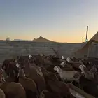 طليان سواكني حمري تربيه شهر