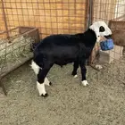 طلي للبيع