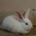 أرانب للبيع العدد اثنين أنثى ذكر