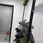افروخ كاسكو
