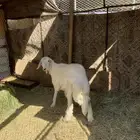 رخل جذعه ذبيحه