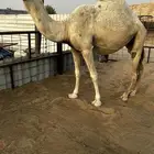 صعود وضحا طيبه