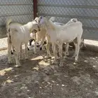 جفار