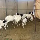 للبيع بربر العد 4 متابيع