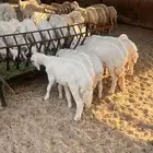غنم حريات رغايث