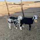 طليان نجد