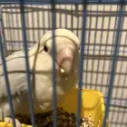 انثي روز صحه ولله الحمد جيده