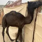 حاشي كفو عمره 3شهور