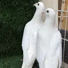 للبيع زاجل ابيض صافي سوبر جامبو