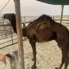 قعود مجهم للبيع
