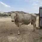 ثور هولندي للبيع