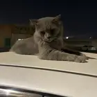 قط للبيع