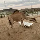 بكار
