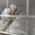 كويكر شبه اليف