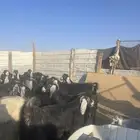 معزا عوارض 34 تحتها 13 فيه 3 متاومات