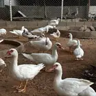 بط مسكوفي لون مميز