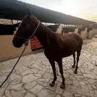 فرس إنجليزية ممتازة الركوب وتعليم