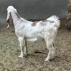 تيوس تربيه خاصه