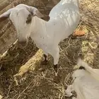 عناق بهمه جديه