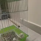 طير روز مع القفص