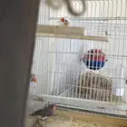 زوج زيبرا ومعهم ذكر زيبرا مع الموقع عفيف