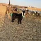 البيع تيس عرضي جذاع عل شروط