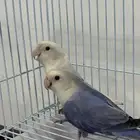 للبيع مجموعة روز