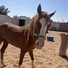 حصان شعبي