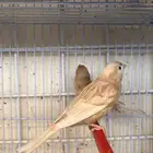 كناري بني مع قفص انتاج و كامل التجهيزات