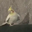 ببغاء كروان ضايع