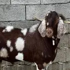 تيس فحل