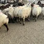 غنم نعيم دفيع