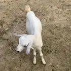 تيس بلدي للبيع وفرير بلدي للبيع