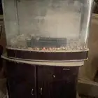 حوض سمك كبير