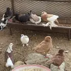 حمام للبيع
