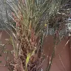 فسيلة بويضا خذما العمر من سنتين الى 5 سنين العدد 5